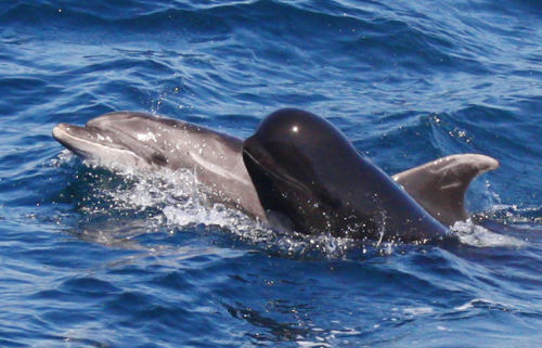 Gewöhnlicher Delfin beim Spyhoping