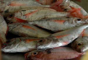 Fischmarkt-Fische
