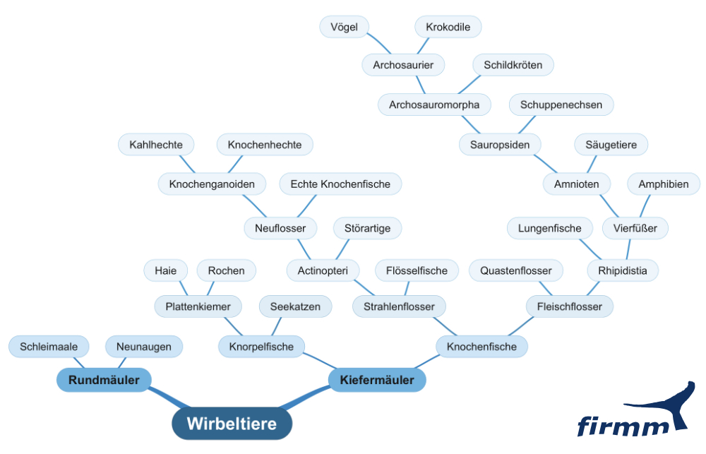 Stammbaum Wirbeltiere